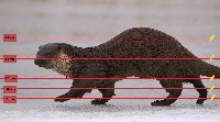 Wzór odpowidnio rozlożonych przewodów elektrycznych w ogrodzeniu na wydry